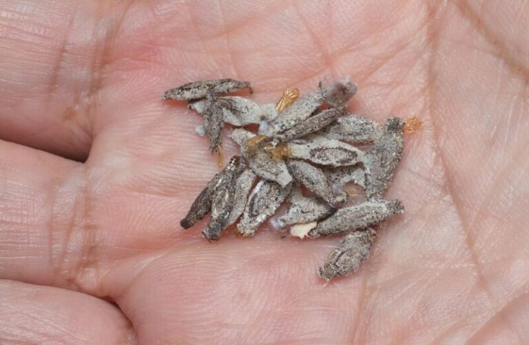 Insects Multiplying If you ever come across this strange insect in your home, be careful ...